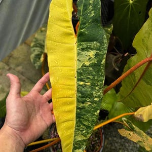 Philodendron billietiae variegated - Etsy 日本
