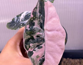 メルカリ【アロカシア・シャントリエリ　pink albo var.】corm1 2025年最新】アロカシの人気アイテム - メルカリ メルカリ【アロカシア