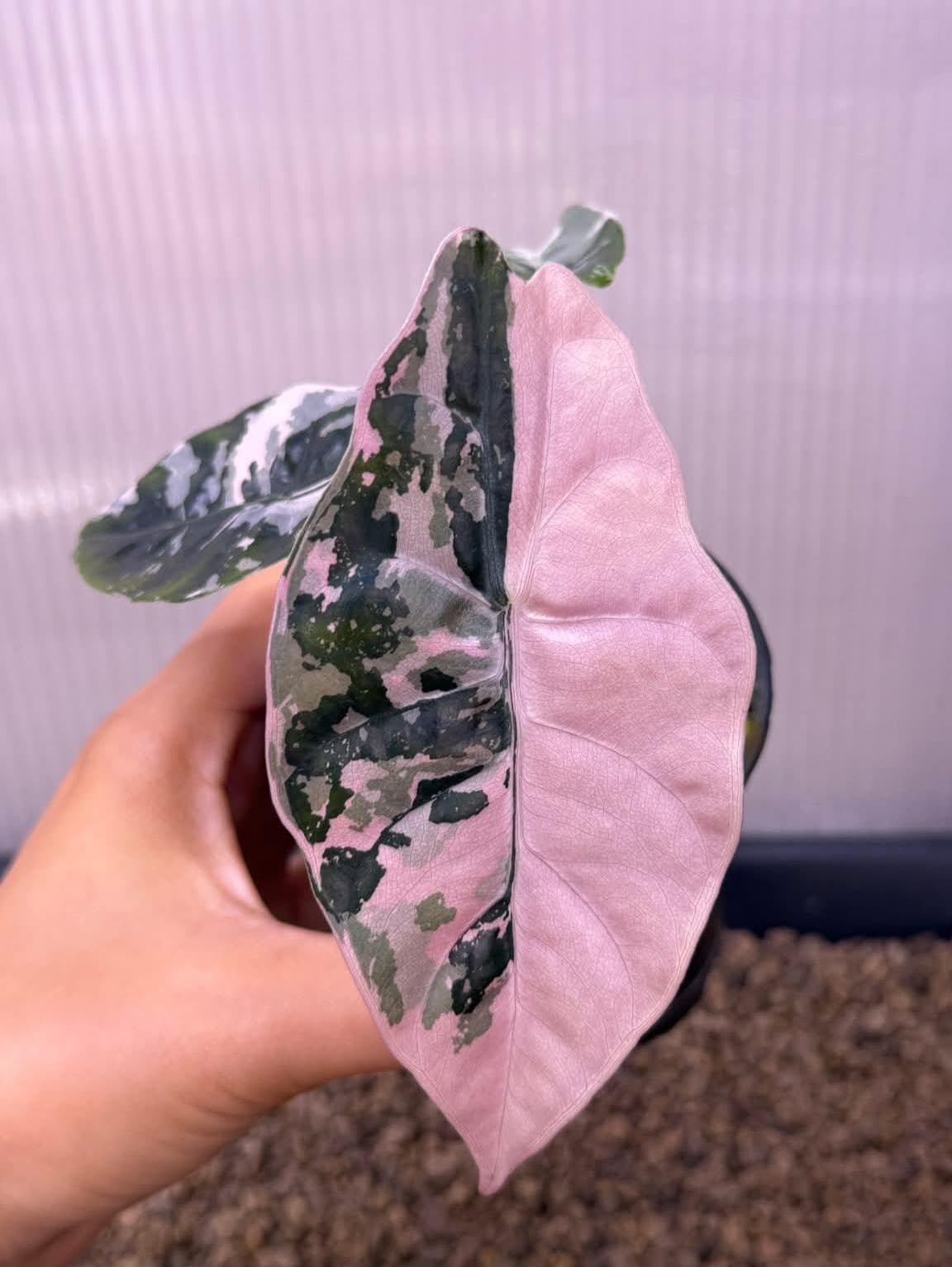 Alocasia nobilis pink variegated - Etsy 日本