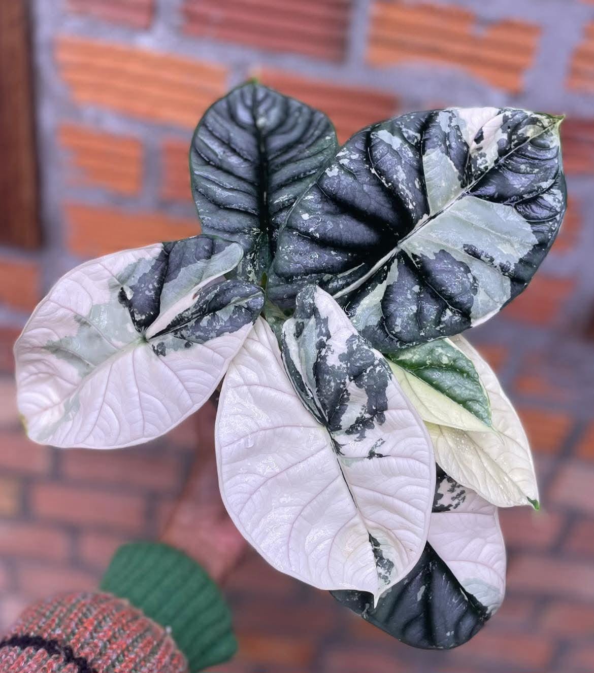 Alocasia dragon scale variegated - Etsy 日本