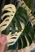 Monstera Deliciosa Halfmoon Albo Variegated Rare Plant Rooted Node Cutting With Single Leaf product logo