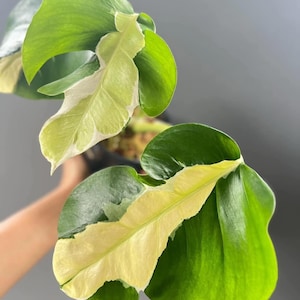 Monstera white lava - Etsy 日本