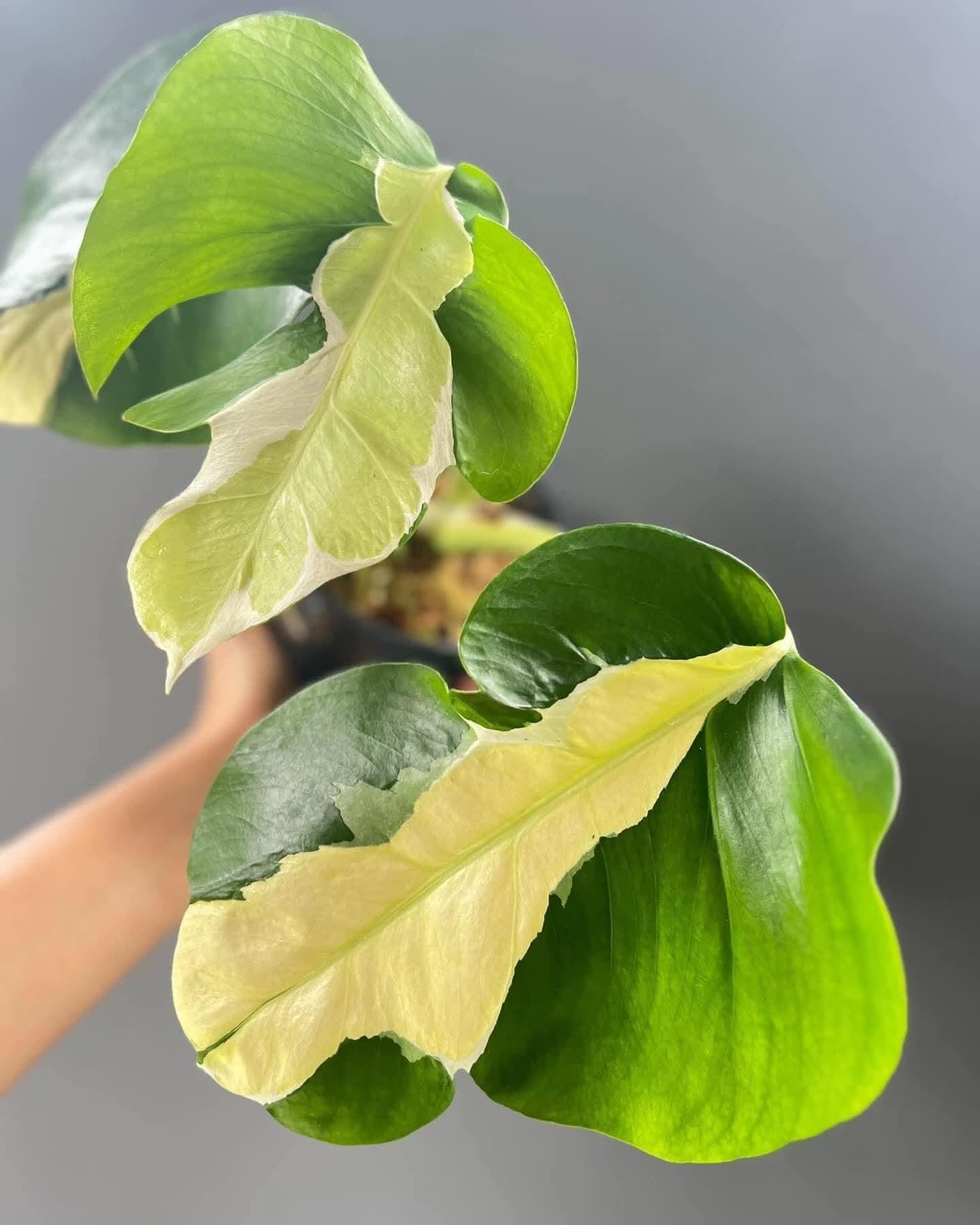 Monstera white lava - Etsy 日本