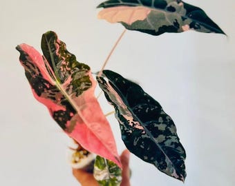 5 アロカシア シャントリエリ ピンク 斑入り 球根 珍しい 屋内 屋外