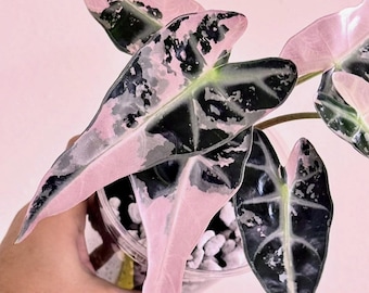 5 アロカシア シャントリエリ ピンク 斑入り 球根 珍しい 屋内 屋外