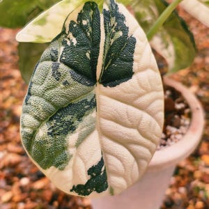 Alocasia melo albo - Etsy 日本
