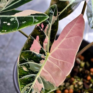 Alocasia chantrieri pink variegated - Etsy 日本
