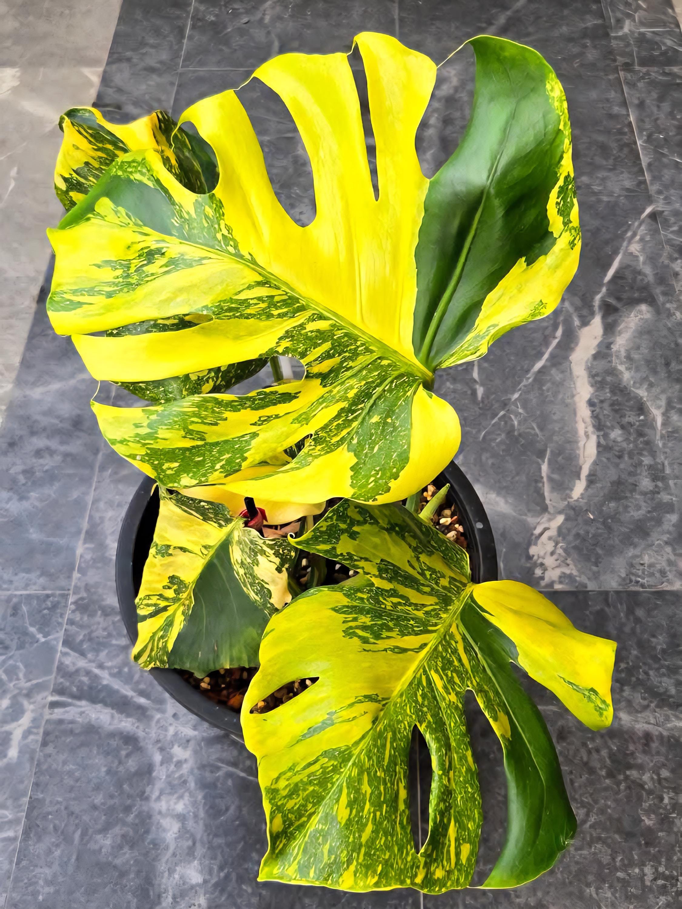 Monstera electro light - Etsy 日本