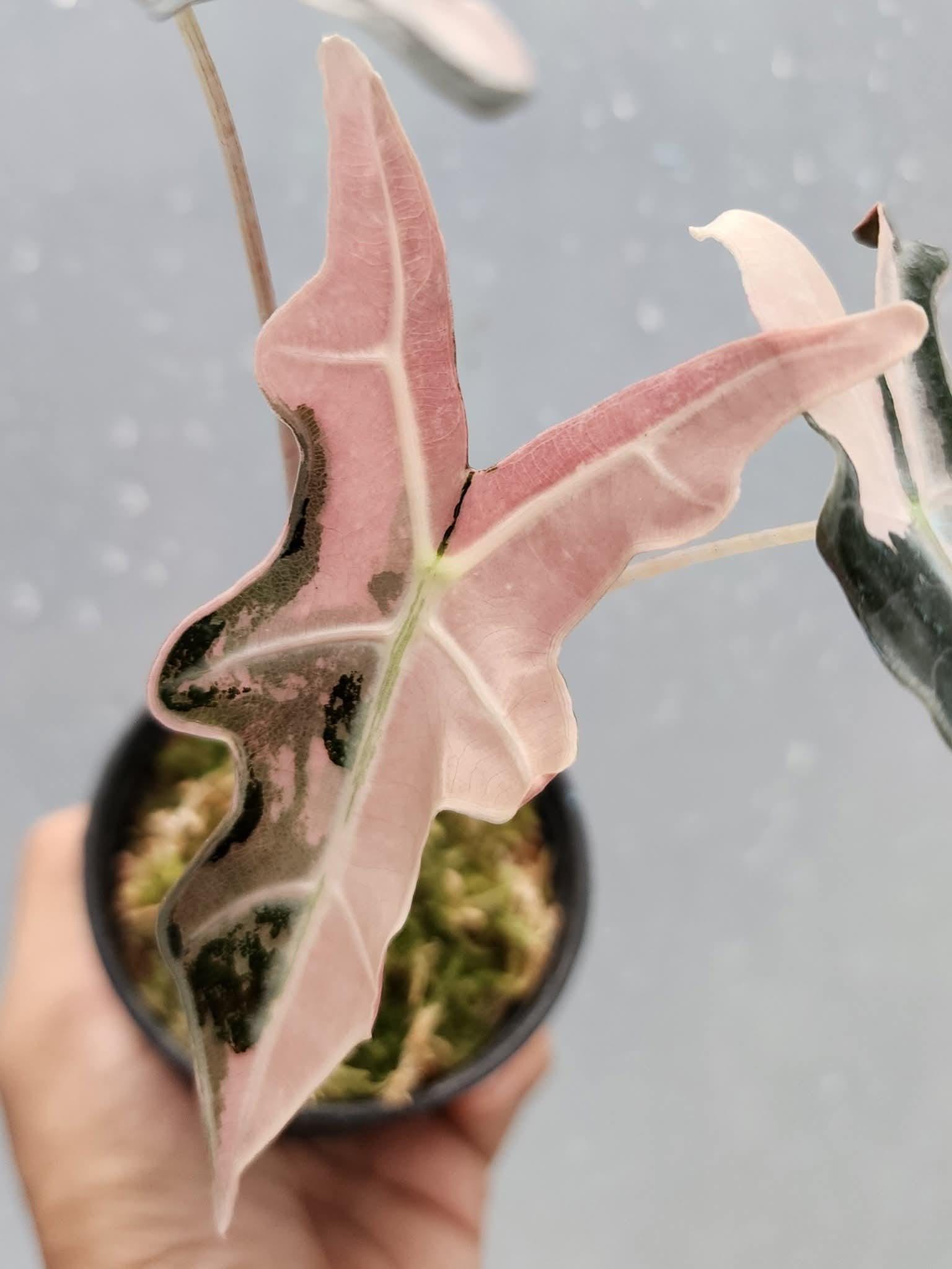 Alocasia nobilis pink variegated - Etsy 日本