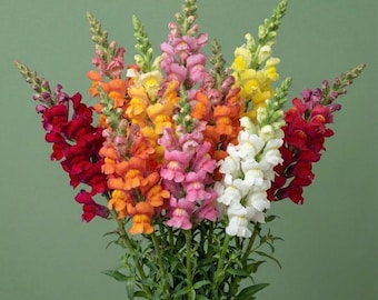 Tetra Snapdragon Plant – Live Plants