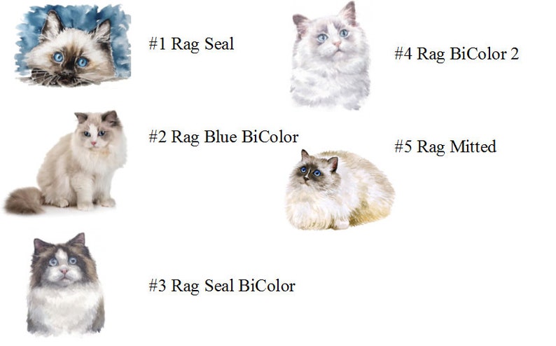 Ragdoll Cat Address Labels | Ragdoll Kitten Address Labels ...