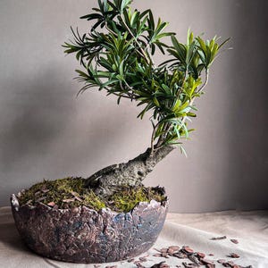 Bonsai pots - Etsy 日本