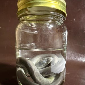 Könnte beinhalten: Ein klares Glasgefäß mit einem goldfarbenen Metalldeckel, das eine zusammengerollte, hellgraue Schlange enthält, die in Flüssigkeit eingetaucht ist. Die Schlange liegt am Boden des Glases, ihr Kopf ist nahe der Mitte der Spirale sichtbar.