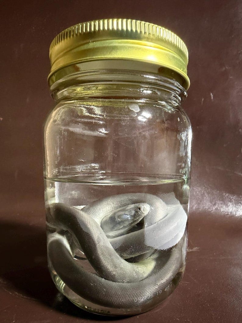 May include: A clear glass jar with a gold-colored metal lid containing a coiled, light gray snake submerged in liquid. The snake is positioned at the bottom of the jar, with its head visible near the center of the coil, preserved in a clear solution.