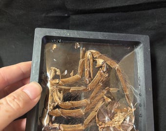 Goliath Birdeater Rugsat