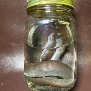 Könnte beinhalten: Ein klares Einmachglas aus Glas mit einem goldfarbenen Metalldeckel, das eine in Flüssigkeit konservierte Schlange enthält. Die Schlange hat einen glatten, bräunlich-grauen, geschuppten Körper, der sich im Glas windet, wobei der Kopf sichtbar ist.