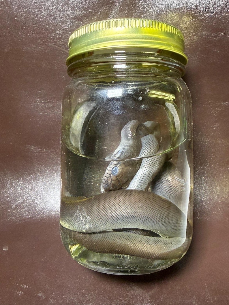 May include: A clear glass mason jar with a gold-coloured metal lid containing a preserved snake submerged in liquid. The snake has a smooth, brownish-grey scaled body coiled inside the jar, with its head visible near the top of the liquid level.