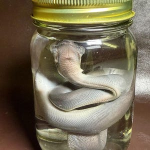 Python-Feuchtpräparat