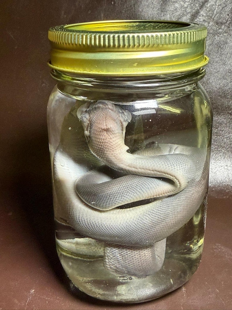 Python Wet Specimen image 1