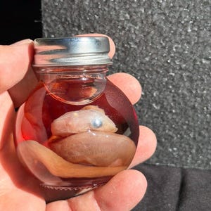 May include: A small, round glass jar with a silver lid, containing a preserved specimen. The specimen appears to be a small, pale-colored eel or snake, suspended in a reddish liquid. The jar is held in a person's hand.