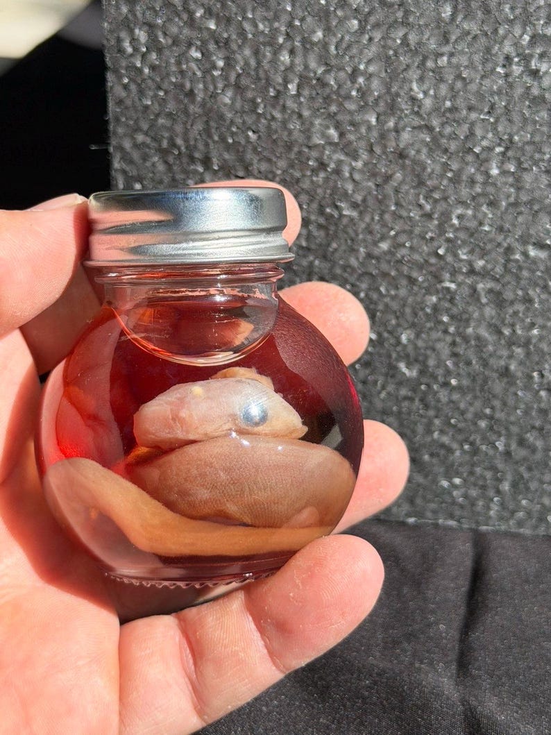May include: A small, round glass jar with a silver lid, containing a preserved specimen. The specimen appears to be a small, pale-colored eel or snake, suspended in a reddish liquid. The jar is held in a person's hand.