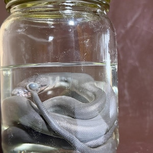 Peut inclure: Un bocal en verre transparent avec un couvercle en m&eacute;tal dor&eacute; contenant un serpent gris conserv&eacute; immerg&eacute; dans un liquide. Le serpent est enroul&eacute; au fond du bocal, sa t&ecirc;te est visible pr&egrave;s de la surface du liquide, montrant un &oelig;il p&acirc;le et trouble.