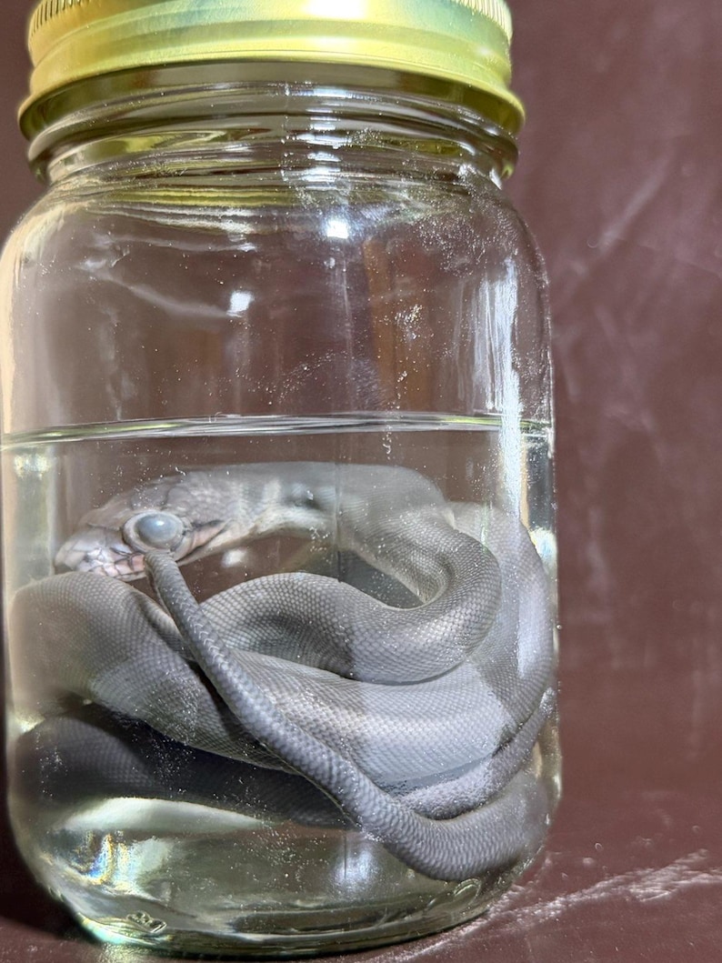 Peut inclure: Un bocal en verre transparent avec un couvercle en m&eacute;tal dor&eacute; contenant un serpent gris conserv&eacute; immerg&eacute; dans un liquide. Le serpent est enroul&eacute; au fond du bocal, sa t&ecirc;te est visible pr&egrave;s de la surface du liquide, montrant un &oelig;il p&acirc;le et trouble.