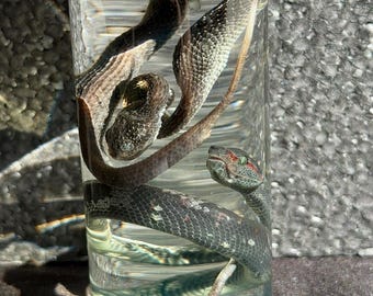 Geassorteerde adderspecimens