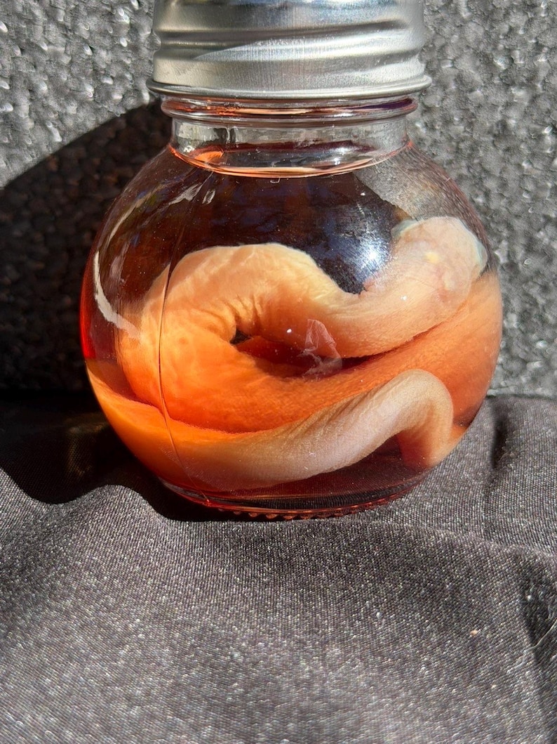 May include: A small, round glass jar with a silver lid, filled with a reddish-orange liquid. Inside the jar is a preserved, pale orange, worm-like creature. The jar sits on a dark, textured surface.