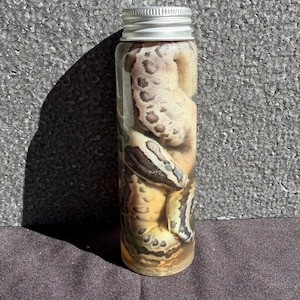 May include: A preserved snake specimen in a clear glass jar with a silver lid. The snake has a pattern of tan, brown, and black markings. The jar is filled with a clear liquid.
