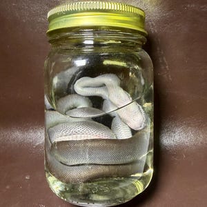 May include: A clear glass jar with a gold-colored metal lid containing a preserved snake submerged in liquid. The snake has a light gray, textured, scaly appearance and is coiled within the transparent container, which is filled with clear fluid.