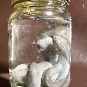 May include: A preserved grey snake coiled inside a clear glass jar with a gold-colored metal lid. The snake is submerged in a transparent liquid, showing its detailed scales and head positioned near the top of the jar, visible through the glass.