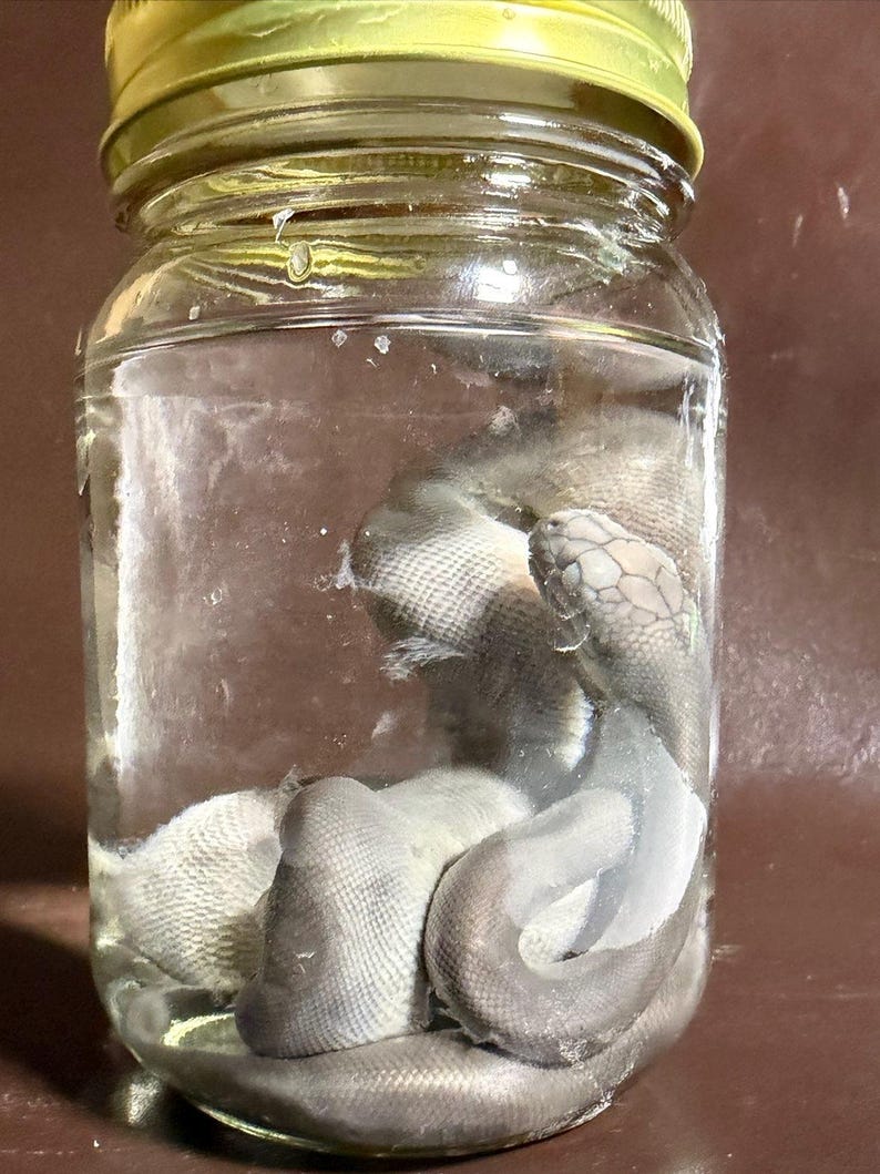 May include: A preserved grey snake coiled inside a clear glass jar with a gold-colored metal lid. The snake is submerged in a transparent liquid, showing its detailed scales and head positioned near the top of the jar, visible through the glass.