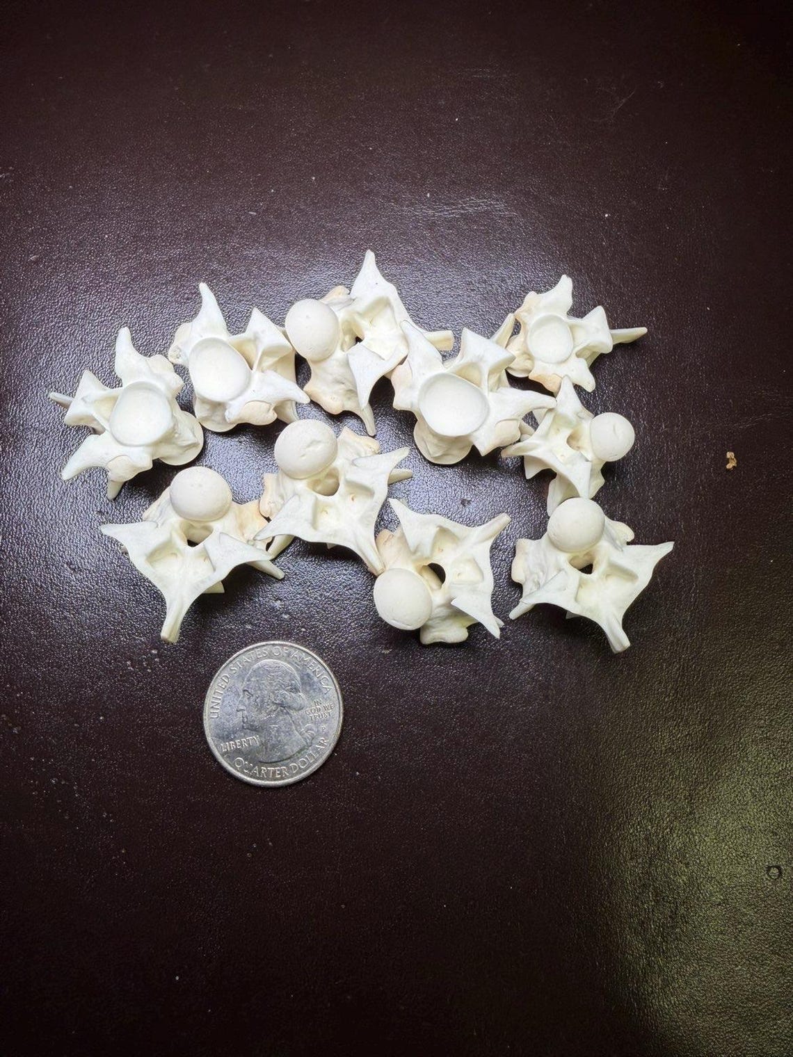 10 Large Burmese Python Vertebrae - Etsy