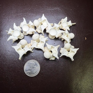 May include: A collection of off-white, bone-like vertebrae, each with a central circular opening and radiating protrusions. A U.S. quarter coin is included for size reference. The objects are arranged on a dark brown surface.