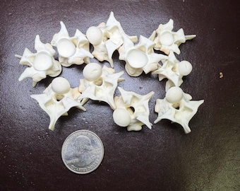 10 Large Burmese Python Vertebrae