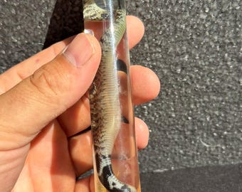 シールドノーズコブラの湿潤標本