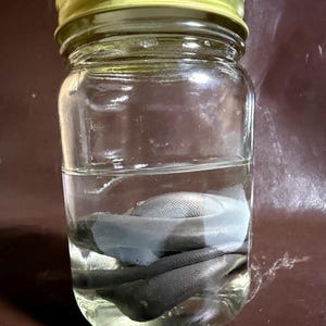 May include: A clear glass jar with a gold-colored metal lid containing a dark, coiled snake-like specimen submerged in a transparent liquid. The glass jar is cylindrical with a smooth surface, and the specimen appears to be preserved in fluid.