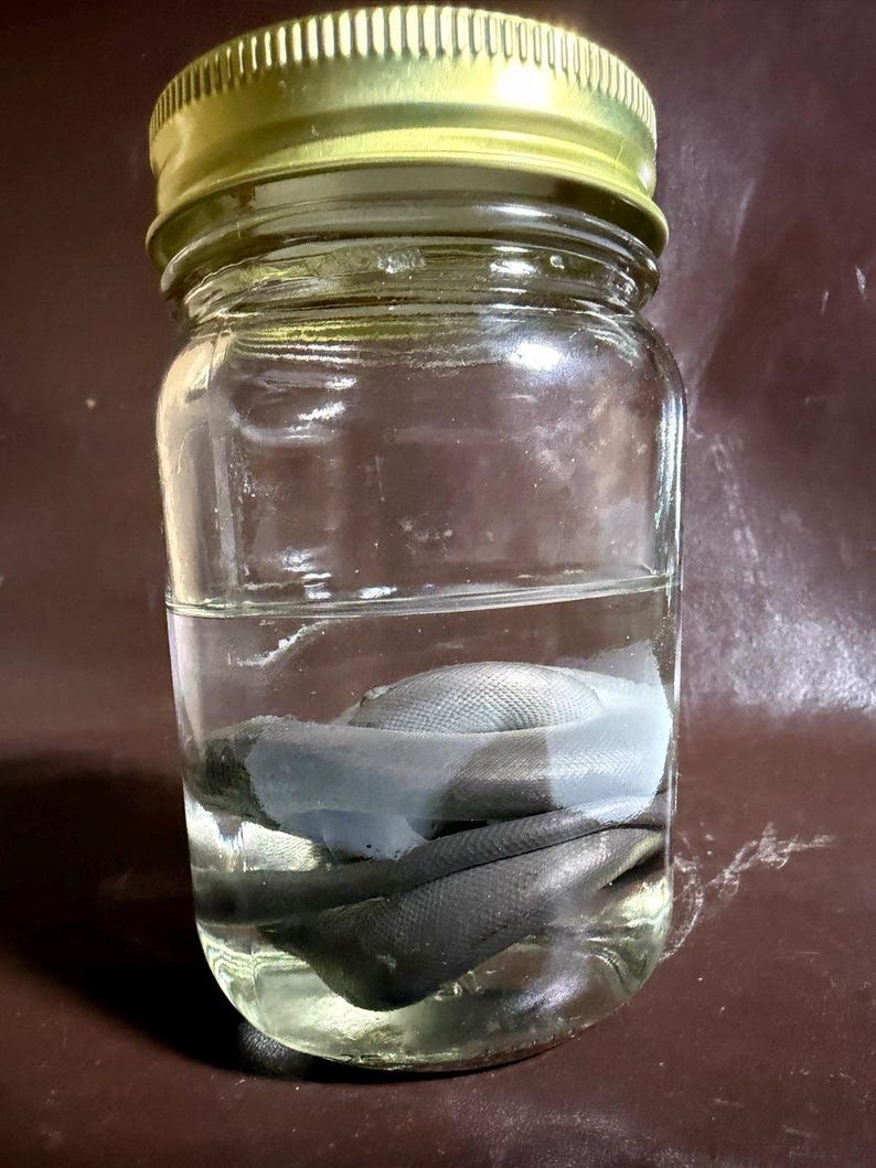 May include: A clear glass jar with a gold-colored metal lid containing a dark, coiled snake-like specimen submerged in a transparent liquid. The glass jar is cylindrical with a smooth surface, and the specimen appears to be preserved in fluid.