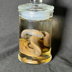 May include: A clear glass jar with a lid, containing a preserved specimen. The specimen appears to be a snake, with a light brown and tan color. The jar is filled with a yellowish liquid.