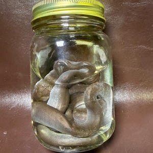 May include: A clear glass jar with a yellow metal lid containing a preserved snake submerged in liquid. The snake has a dark brown, scaled body coiled within the jar, with its head visible near the top, showing detailed scales and texture.