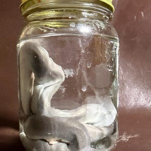 May include: A clear glass jar with a gold-colored metal lid containing a preserved grey snake specimen submerged in liquid. The snake is coiled within the transparent container, showing visible scales and a smooth, muted grey coloration throughout.