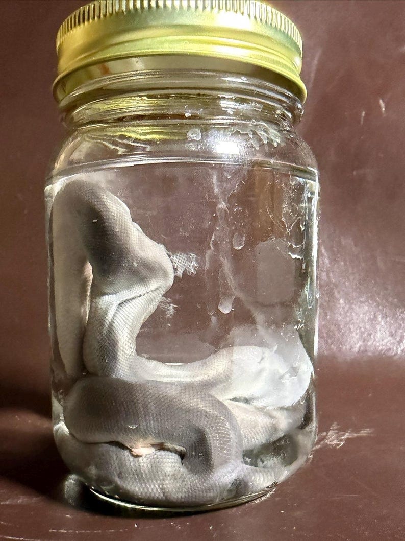 May include: A clear glass jar with a gold-colored metal lid containing a preserved grey snake specimen submerged in liquid. The snake is coiled within the transparent container, showing visible scales and a smooth, muted grey coloration throughout.
