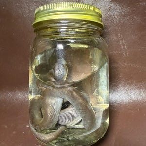 May include: A clear glass jar filled with liquid containing a preserved snake specimen. The jar features a metallic gold-coloured screw-top lid. The snake is coiled within the transparent container, displaying visible scales and a light brown colour.