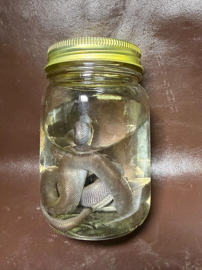 May include: A clear glass jar filled with liquid containing a preserved snake specimen. The jar features a metallic gold-coloured screw-top lid. The snake is coiled within the transparent container, displaying visible scales and a light brown colour.