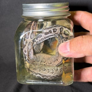 May include: A snake with a patterned gray and brown skin is coiled inside a clear glass jar with a silver lid. The jar is filled with a yellow liquid. The jar is being held by a person.