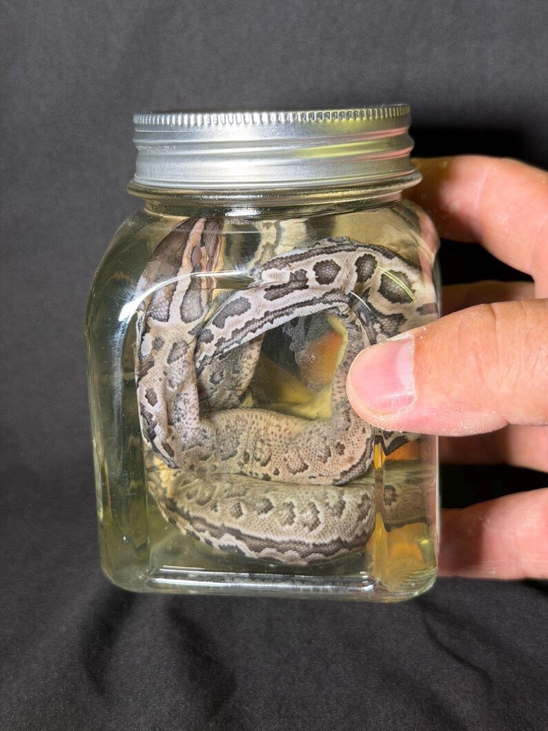 May include: A snake with a patterned gray and brown skin is coiled inside a clear glass jar with a silver lid. The jar is filled with a yellow liquid. The jar is being held by a person.
