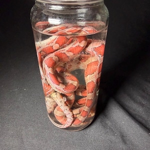 May include: A clear plastic jar with a white screw-top lid containing a preserved snake submerged in liquid. The snake features a distinct pattern of bright orange and reddish-brown blotches against a lighter, pale tan background colour.