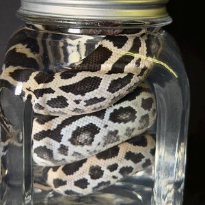 Może przedstawiać: Wąż z czarno-białym wzorem w plamki jest zwinięty wewnątrz przezroczystego szklanego słoika ze srebrną pokrywką. Widoczne są łuski węża, a słoik jest wypełniony przezroczystym płynem. Tło jest ciemne.