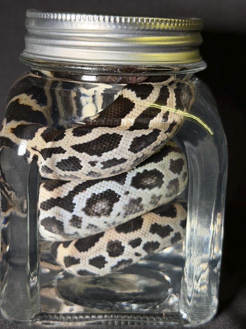Może przedstawiać: Wąż z czarno-białym wzorem w plamki jest zwinięty wewnątrz przezroczystego szklanego słoika ze srebrną pokrywką. Widoczne są łuski węża, a słoik jest wypełniony przezroczystym płynem. Tło jest ciemne.